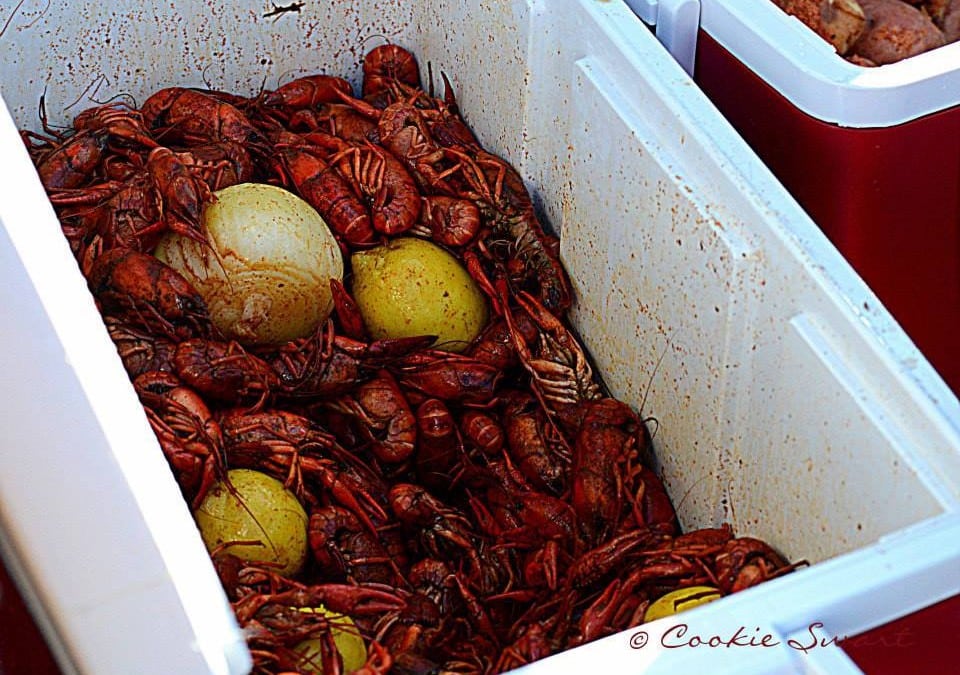 crawfish